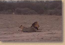 Male lions